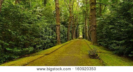 Gingko trees alley in Terra Nostra park in Furnas Azores Portugal. Beautiful pathway with a bench in the park.