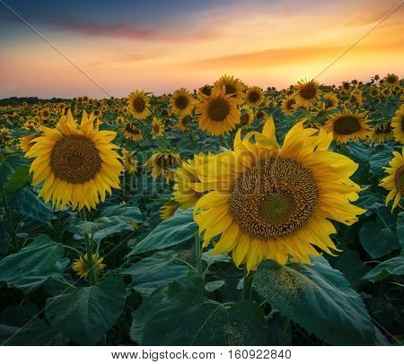 Sunflower on field during sunrise. Beautiful natural summer landscape