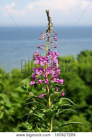 Blooming Willow herb, Ivan tea, fireweed Epilobium angustifolium. Photo taken on the coast of the Gulf of Finland.