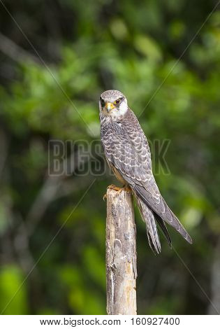 Female Amur falcon (Falco amurensis) Very Rare Passage Migrant