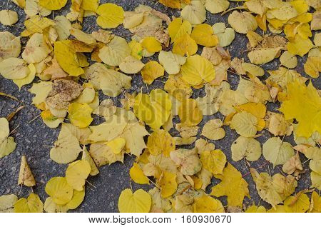 Fallen ash tree autumn leaves on background of gray asphalt road