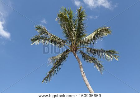 Crones of coconut palms against the blue sky with white clouds