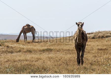 wildlife Camel looking inside Camera in Oman salalah landscape Arabic