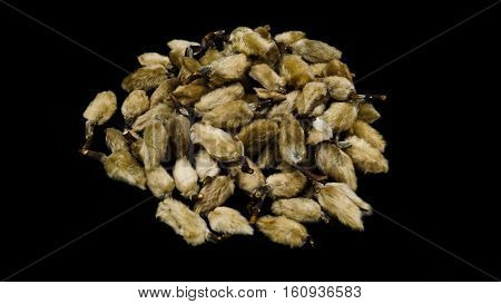Chinese Herbal medicine ( Magnolia biondii Pamp ) on black background