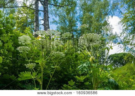 Dense green thickets of Hogweed on Sunny summer day.