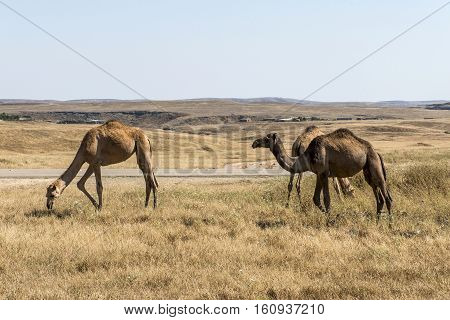 wildlife Camel eating landscape in Oman salalah Arabic 2