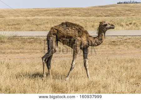 wildlife Camel looking inside Camera in Oman salalah landscape Arabic 5