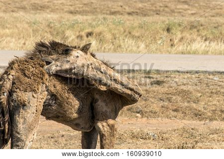 wildlife Camel looking inside Camera in Oman salalah landscape Arabic 8
