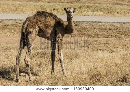 wildlife Camel looking inside Camera in Oman salalah landscape Arabic 9