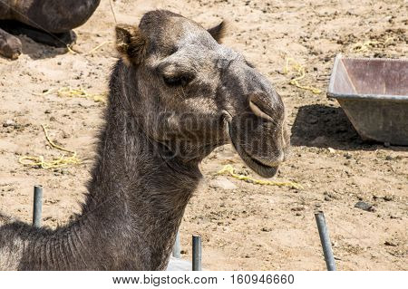 wildlife Camel funny sweet looking smiling inside Camera Oman salalah Arabic