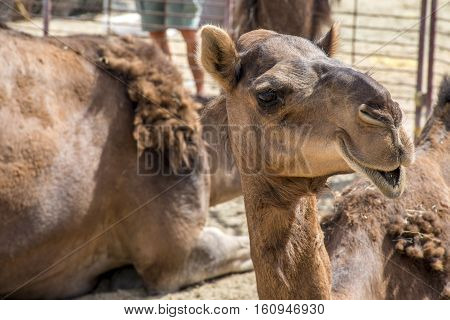 wildlife Camel funny sweet looking smiling inside Camera Oman salalah Arabic 4