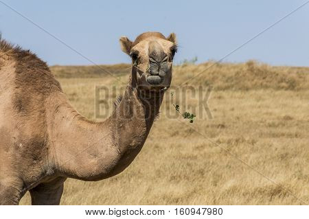 wildlife Camel looking inside Camera in Oman salalah landscape Arabic 3