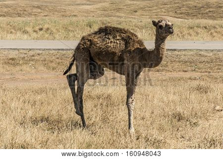 wildlife Camel looking inside Camera in Oman salalah landscape Arabic 6