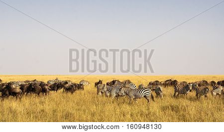 Savannah herbivores. Great migration. In time. Kenya, Masai Mara.