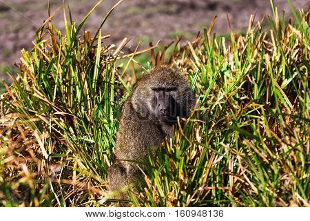 Baboon in the savannah. Samburu park, Kenya