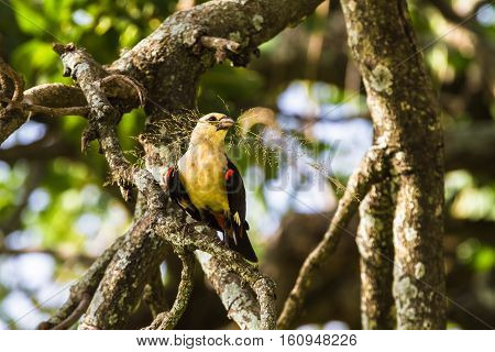 Yellow bird on a tree. Hangbird. Tarangire, Tanzania