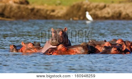 Naivasha hippos and Heron. Alpha male. Kenya, Africa