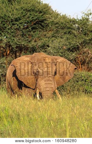 Huge boss. Red elephant from Tarangire. Tanzanya, Africa