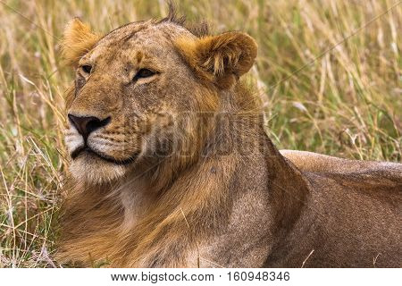 Young lion in the savannah. King in future. Masai Mara, Kenya