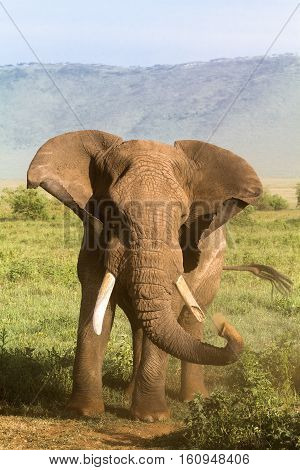 Old Elephant. Very angry. NgoroNgoro. Tanzania, Africa.