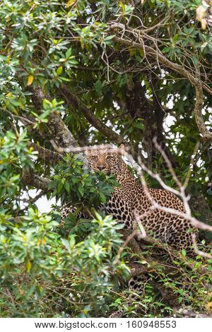 Leopard waiting prey. Ambush. On branch. Masai Mara, Kenya