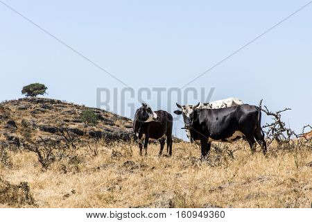 wildlife Camel and catle looking inside Camera in Oman salalah landscape Arabic
