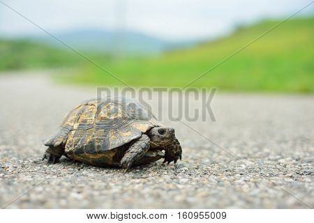 Turtle walking on the way green grass back