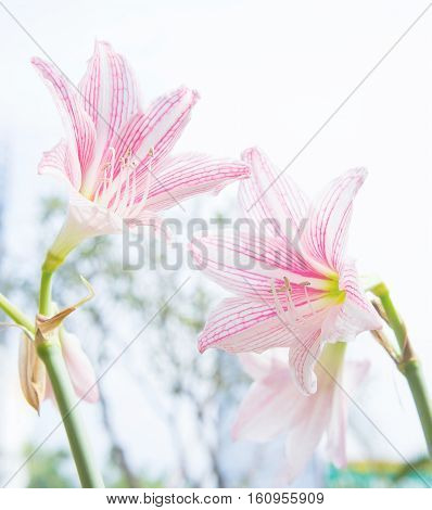 Flower Hippeastrum Looks like a lily white with pink stripes. Planted ornamental garden homes