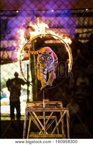 Tiger Jumps Through Ring of Fire .