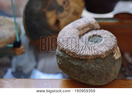 ammonite on a shelf in a museum