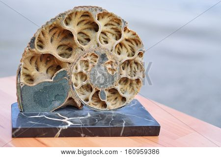 Ammonite is a sectional texture of ancient fossilized mollusk