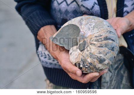 ammonite ancient archaeologist in the hands of the scientist the concept of the history of the prehistoric era