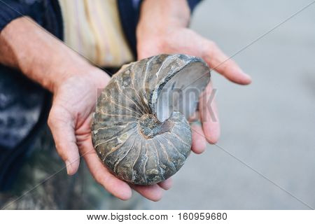 ammonite ancient archaeologist in the hands of the scientist the concept of the history of the prehistoric era