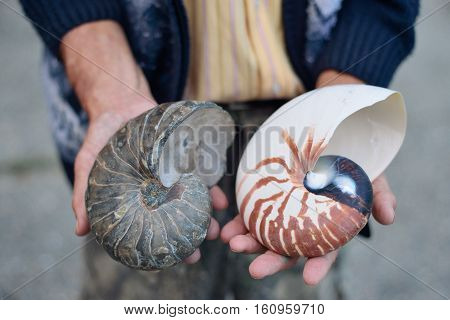 ammonite ancient archaeologist in the hands of the scientist the concept of the history of the prehistoric era