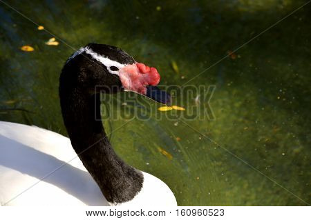 Black Necked Swan Latin name Cygnus melanocoryphus