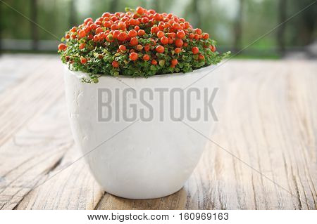 A Nertera plant in a white blank pot on a wooden table.