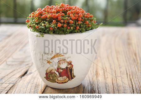A Nertera plant in a pot depicting a nativity scene.