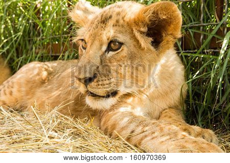 Portrait Of Lion Cub