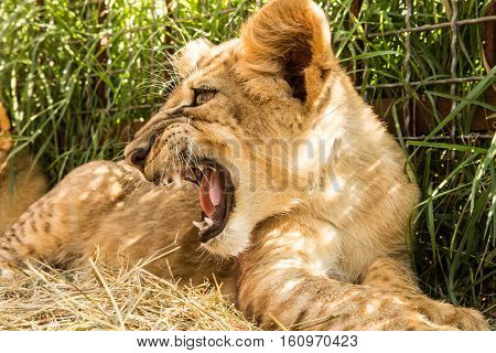 Portrait Of Lion Cub