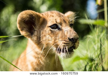 Portrait Of Lion Cub