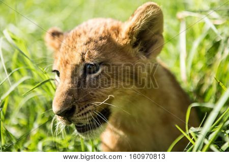 Portrait Of Lion Cub
