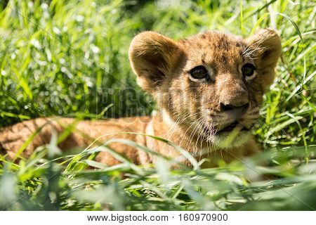 Portrait Of Lion Cub