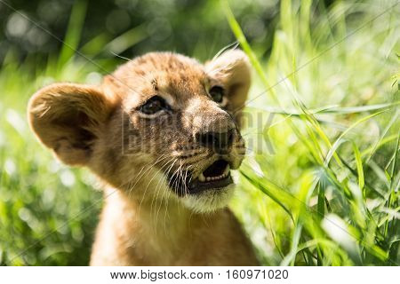 Portrait Of Lion Cub