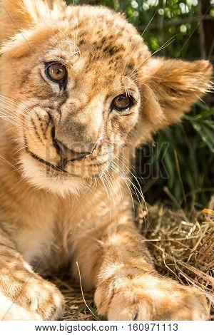 Portrait Of Lion Cub