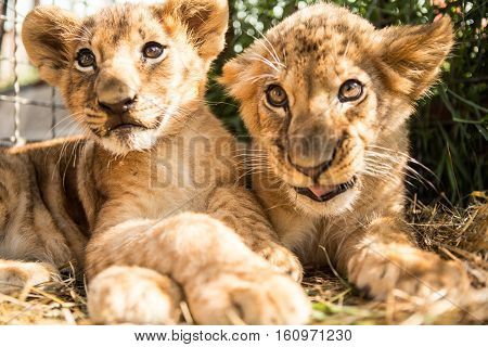 Portrait Of Two Lion Cubs