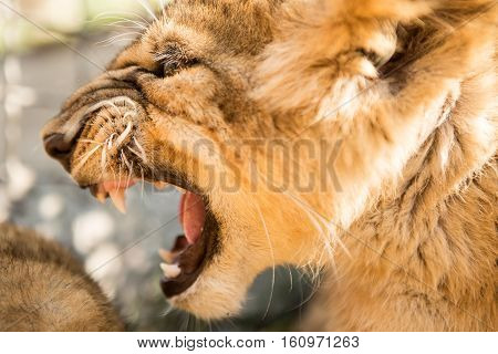 Portrait Of Lion Cub