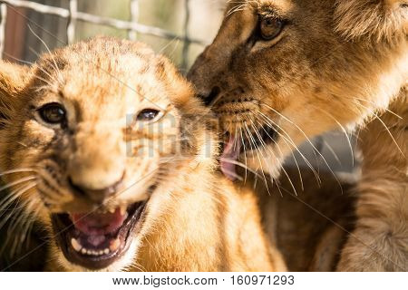 Portrait Of Two Lion Cubs
