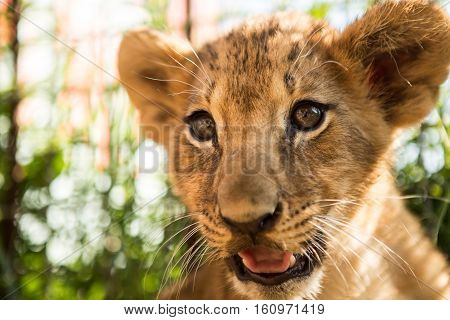 Portrait Of Lion Cub