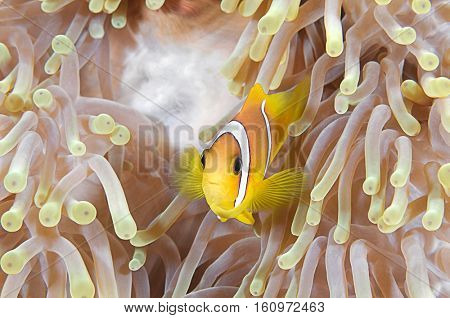 Twoband anemonefish, Amphiprion bicinctus