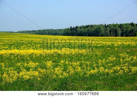 The blossoming bittercress growing on the spring field.
